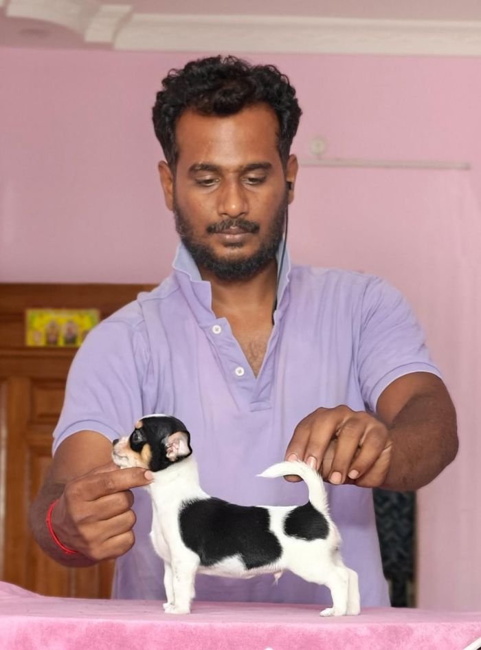 DogsIndia.com - Chihuahua - Vikram - Shreyas