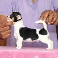 DogsIndia.com - Chihuahua - Vikram - Shreyas
