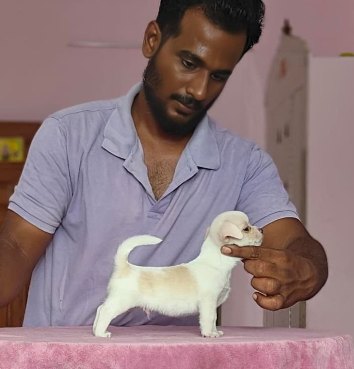 DogsIndia.com - Chihuahua - Vikram - Shreyas