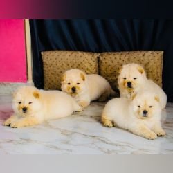 DogsIndia.com - Chow Chow - Gururaj