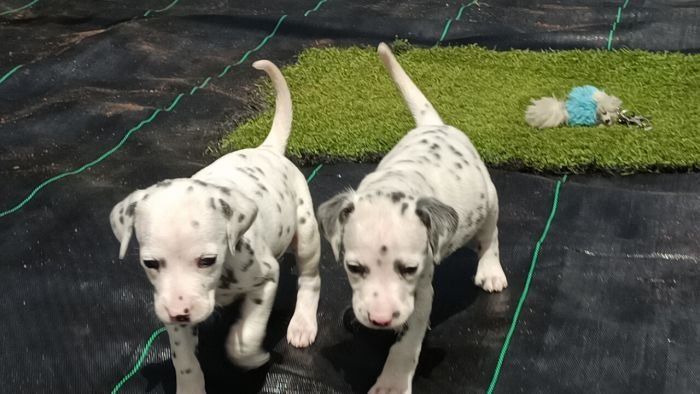 DogsIndia.com - Dalmatian - Nihal