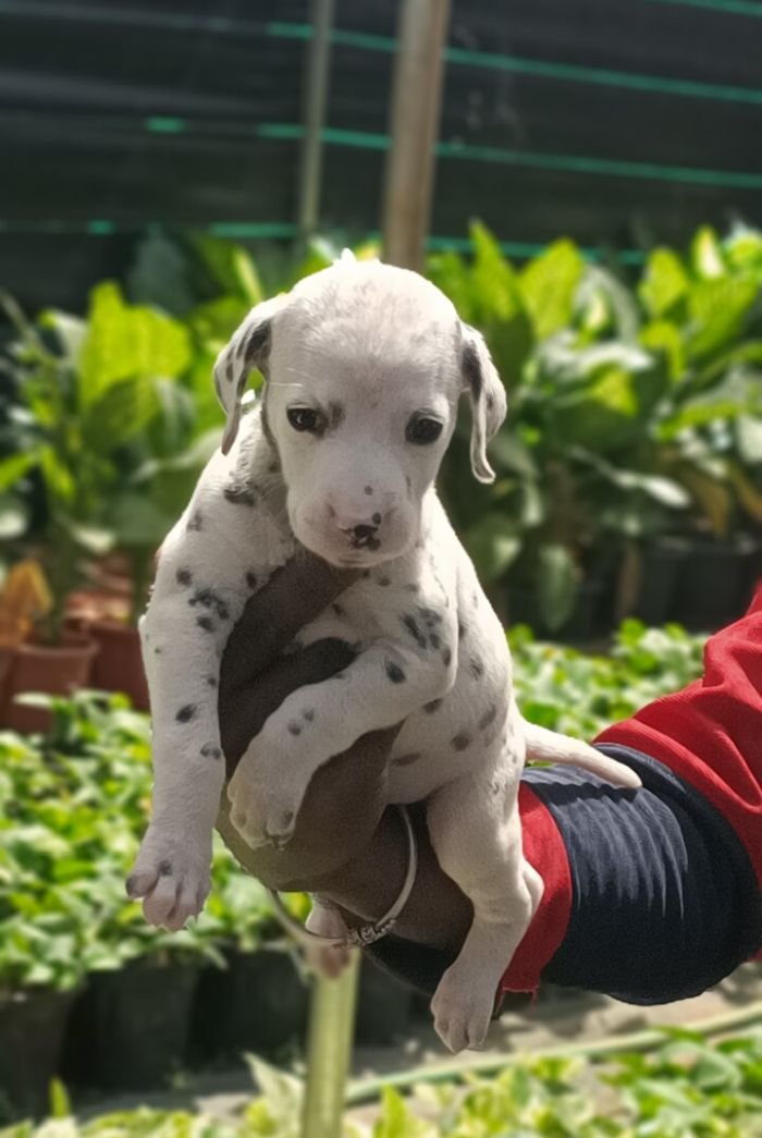 DogsIndia.com - Dalmatian - Nihal