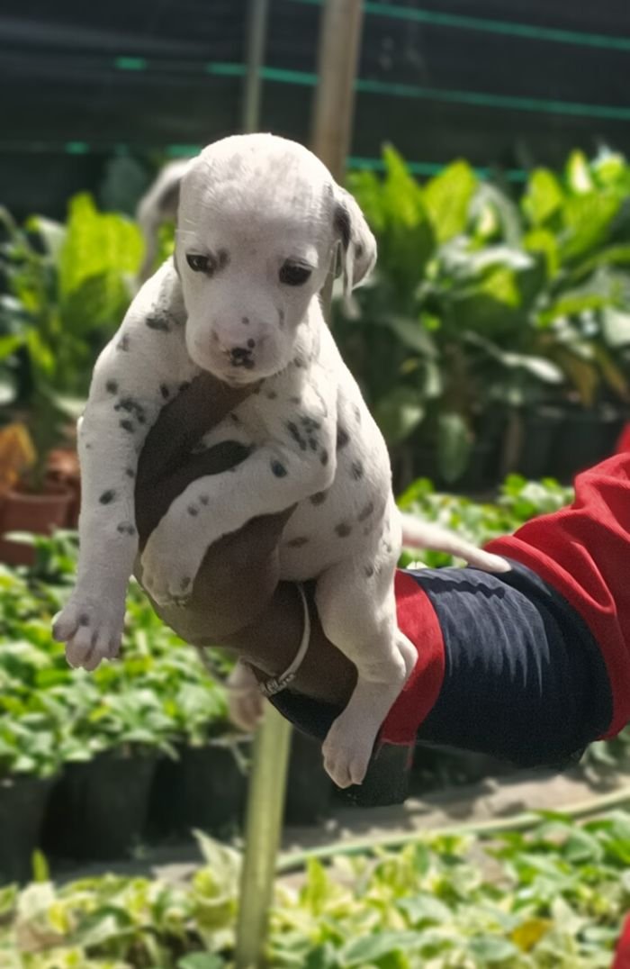 DogsIndia.com - Dalmatian - Nihal