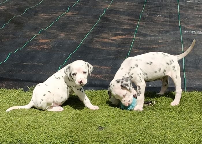 DogsIndia.com - Dalmatian - Nihal