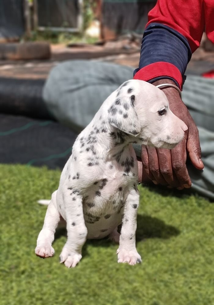 DogsIndia.com - Dalmatian - Nihal