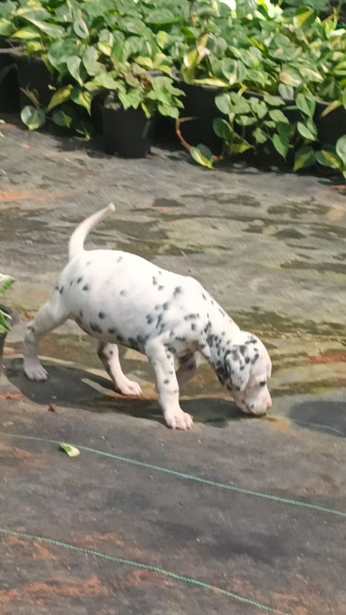 DogsIndia.com - Dalmatian - Nihal