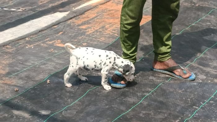 DogsIndia.com - Dalmatian - Nihal