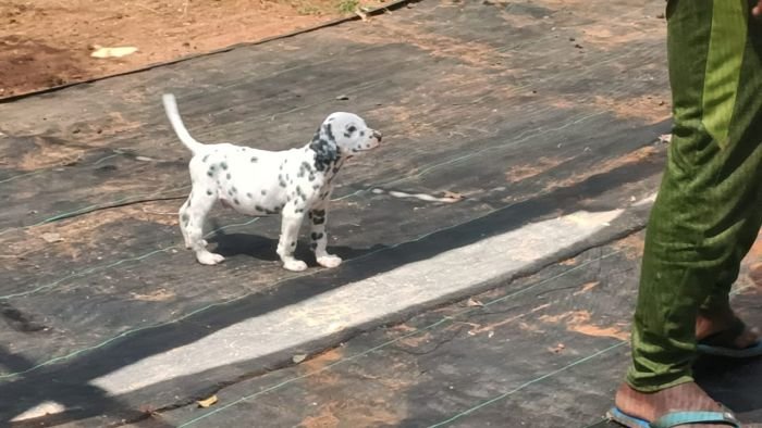 DogsIndia.com - Dalmatian - Nihal