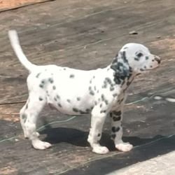 DogsIndia.com - Dalmatian - Nihal