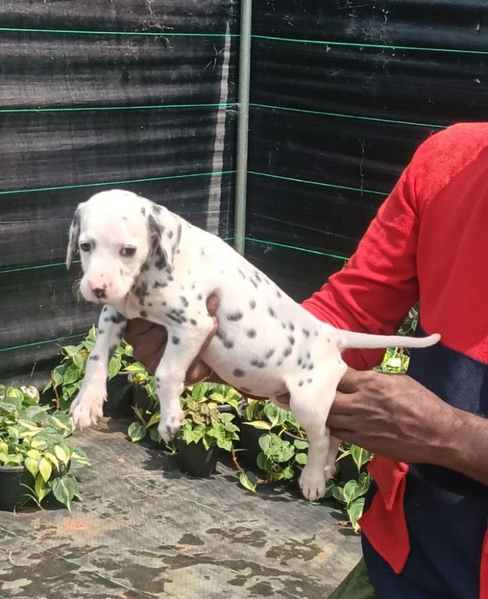 DogsIndia.com - Dalmatian - Nihal