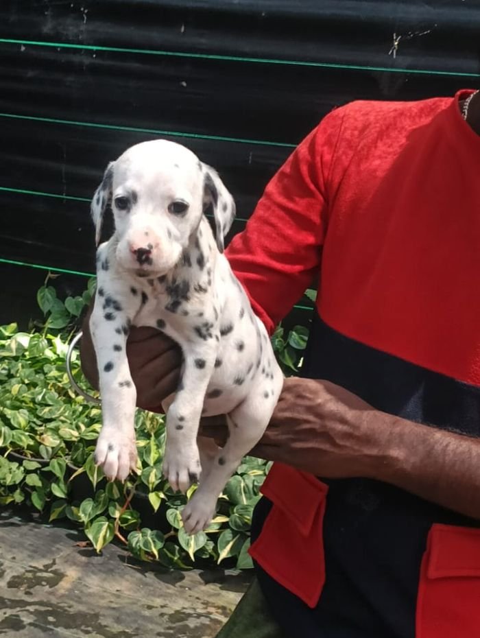 DogsIndia.com - Dalmatian - Nihal