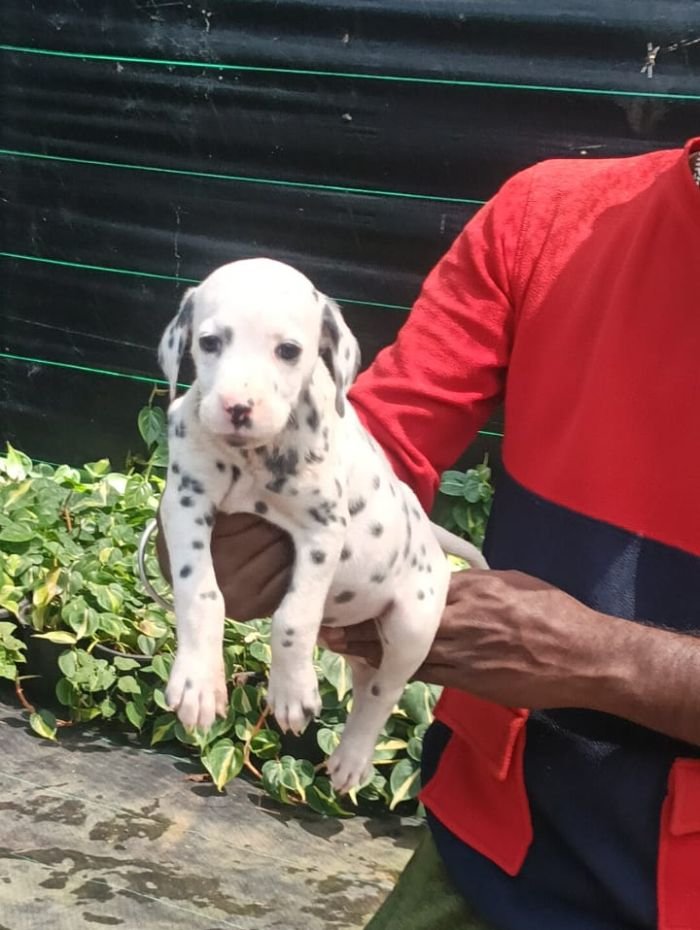 DogsIndia.com - Dalmatian - Nihal