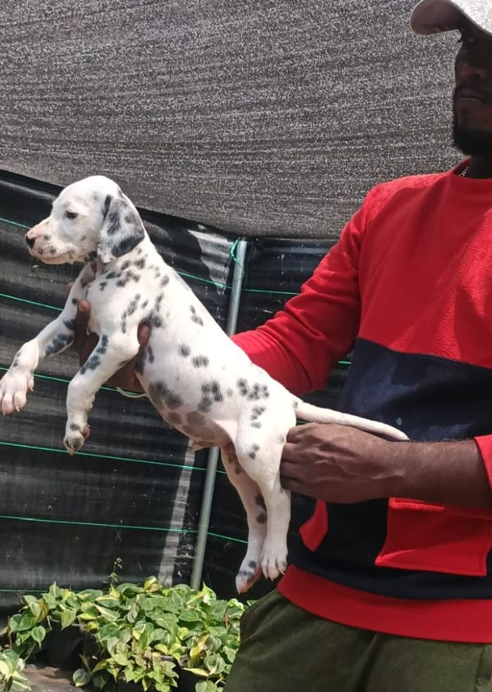 DogsIndia.com - Dalmatian - Nihal