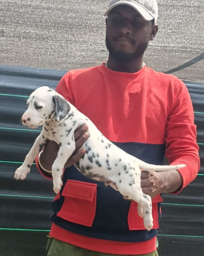 DogsIndia.com - Dalmatian - Nihal