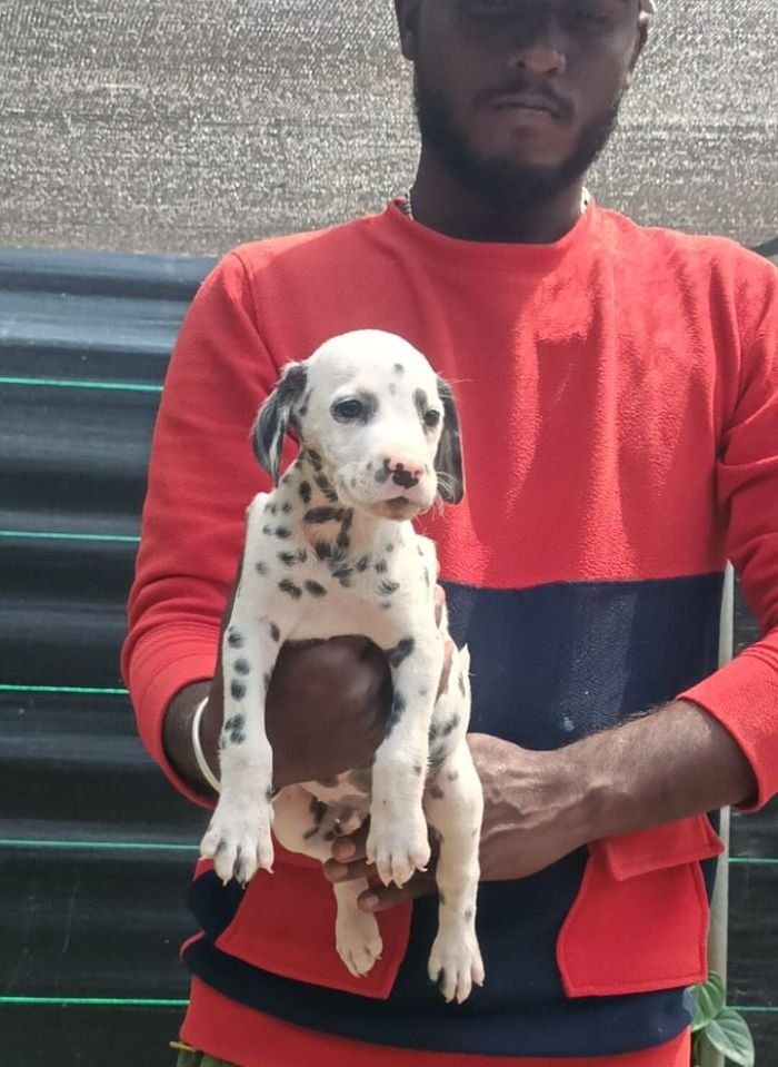 DogsIndia.com - Dalmatian - Nihal