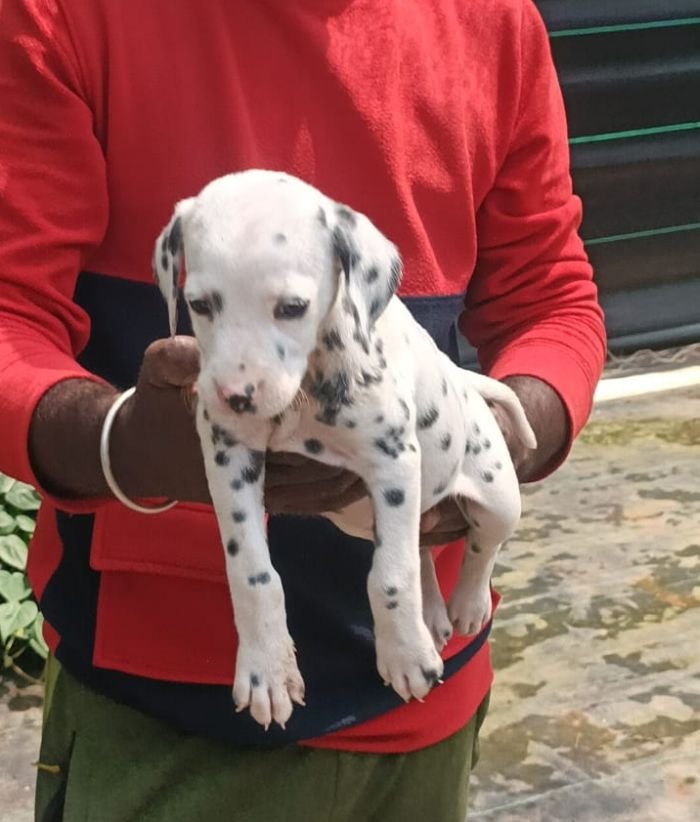 DogsIndia.com - Dalmatian - Nihal