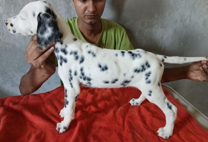 DogsIndia.com - Dalmatian - Nihal