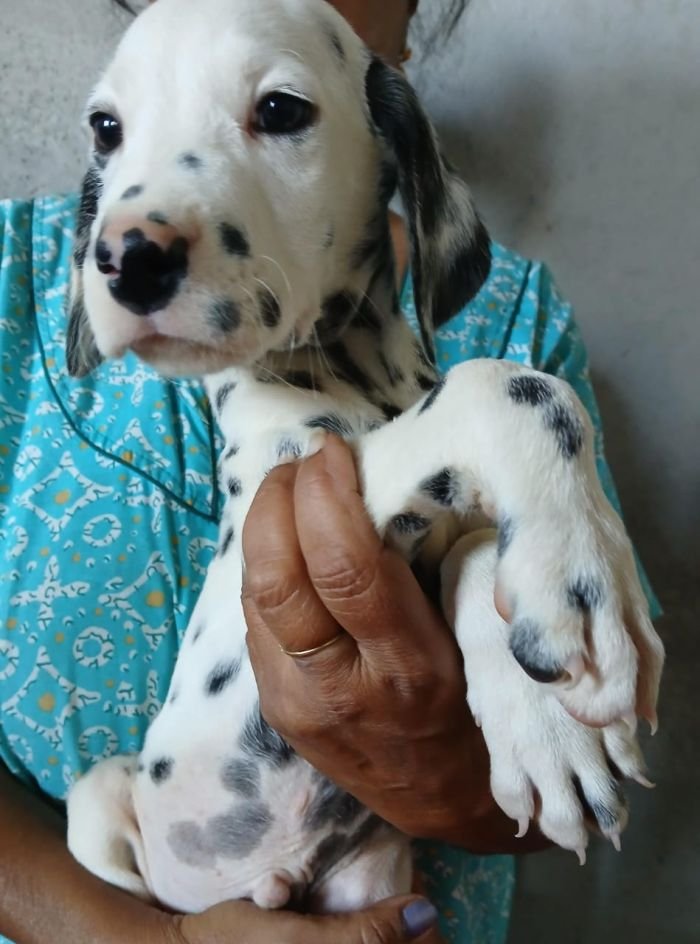 DogsIndia.com - Dalmatian - Nihal