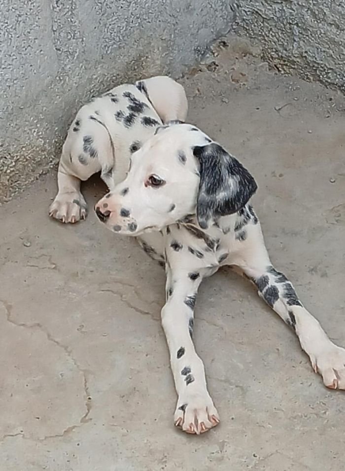 DogsIndia.com - Dalmatian - Nihal