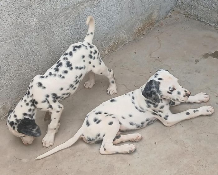 DogsIndia.com - Dalmatian - Nihal