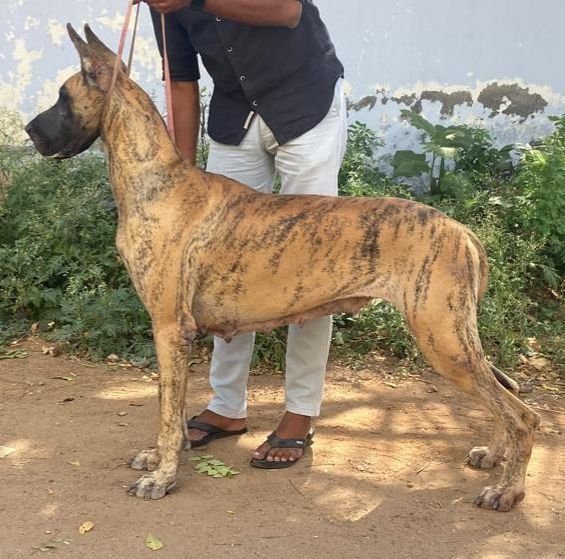 DogsIndia.com - Great Dane - Aniva Anish