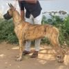 DogsIndia.com - Great Dane - Aniva Anish