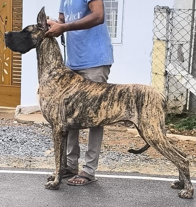 DogsIndia.com - Great Dane - Aniva Anish