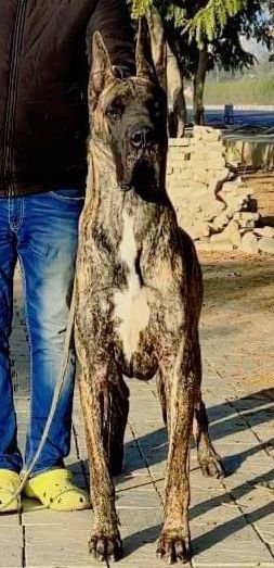 DogsIndia.com - Great Dane - Aniva Anish