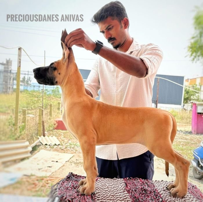 DogsIndia.com - Great Dane - Aniva Anish