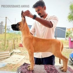 DogsIndia.com - Great Dane - Aniva Anish