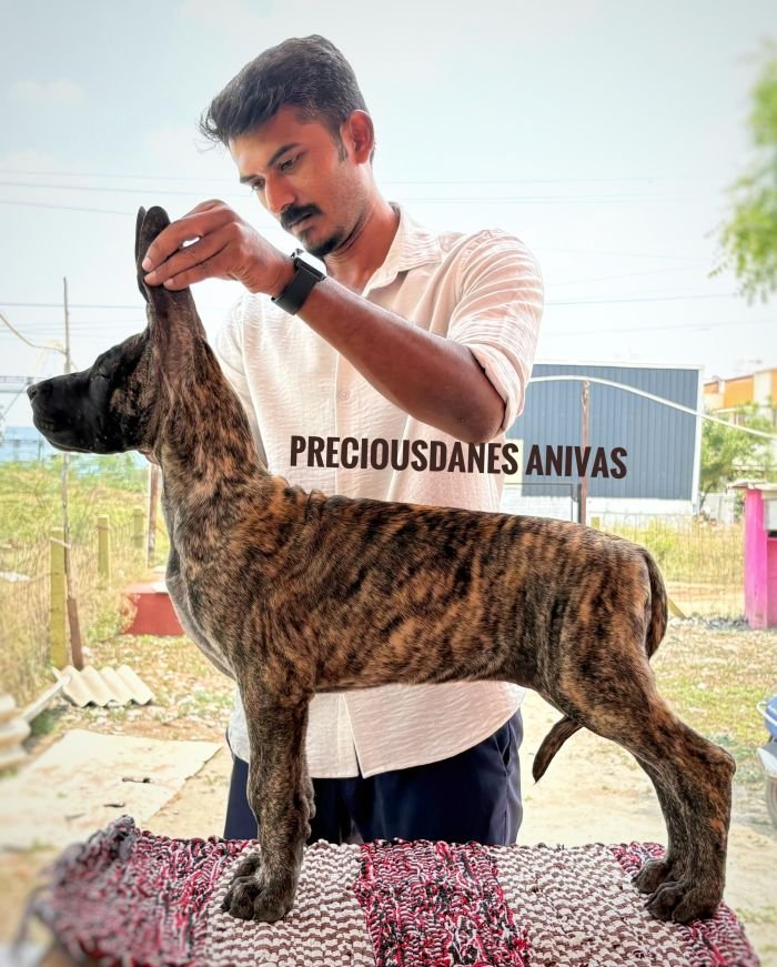 DogsIndia.com - Great Dane - Aniva Anish