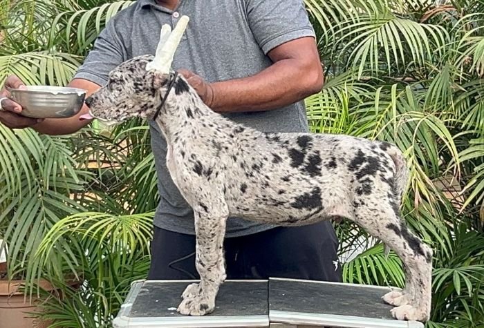 DogsIndia.com - Great Dane - Mahesh