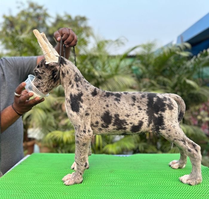 DogsIndia.com - Great Dane - Mahesh