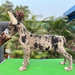 DogsIndia.com - Great Dane - Mahesh