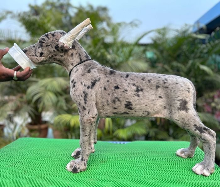 DogsIndia.com - Great Dane - Mahesh