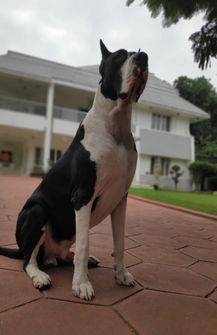 DogsIndia.com - Great Dane - Mahesh