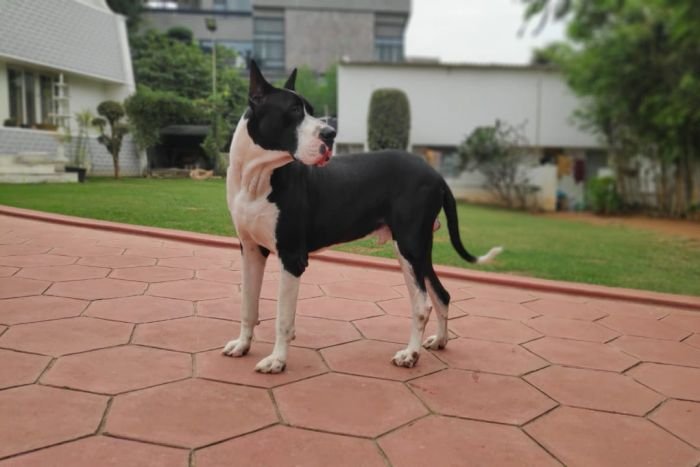 DogsIndia.com - Great Dane - Mahesh