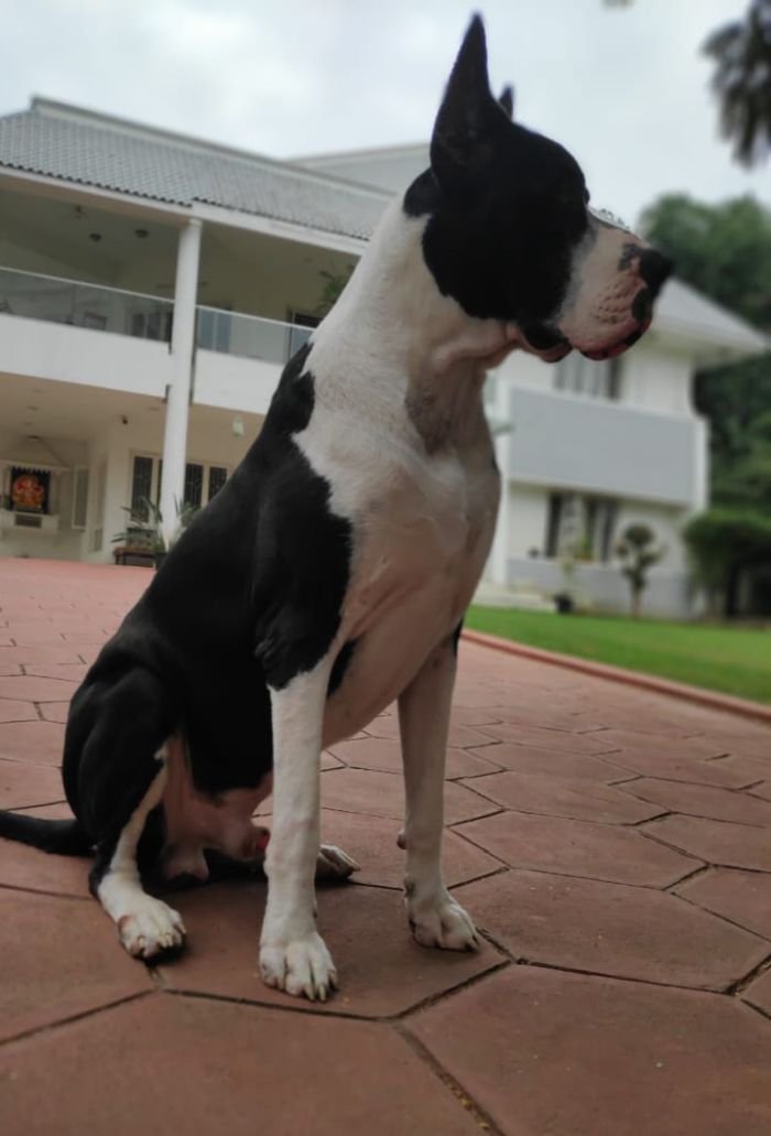 DogsIndia.com - Great Dane - Mahesh