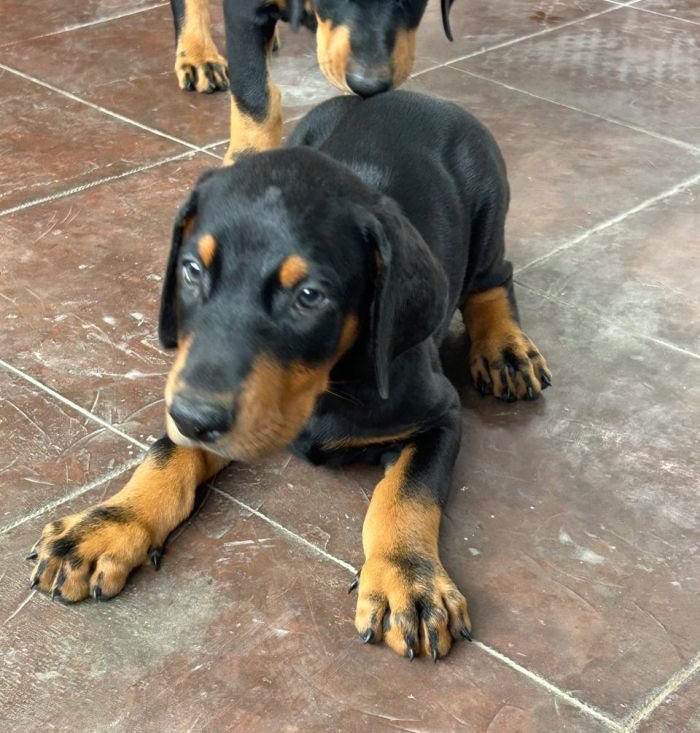 DogsIndia.com - Dobermann - Ajit Kennels, Srihari Gokhale