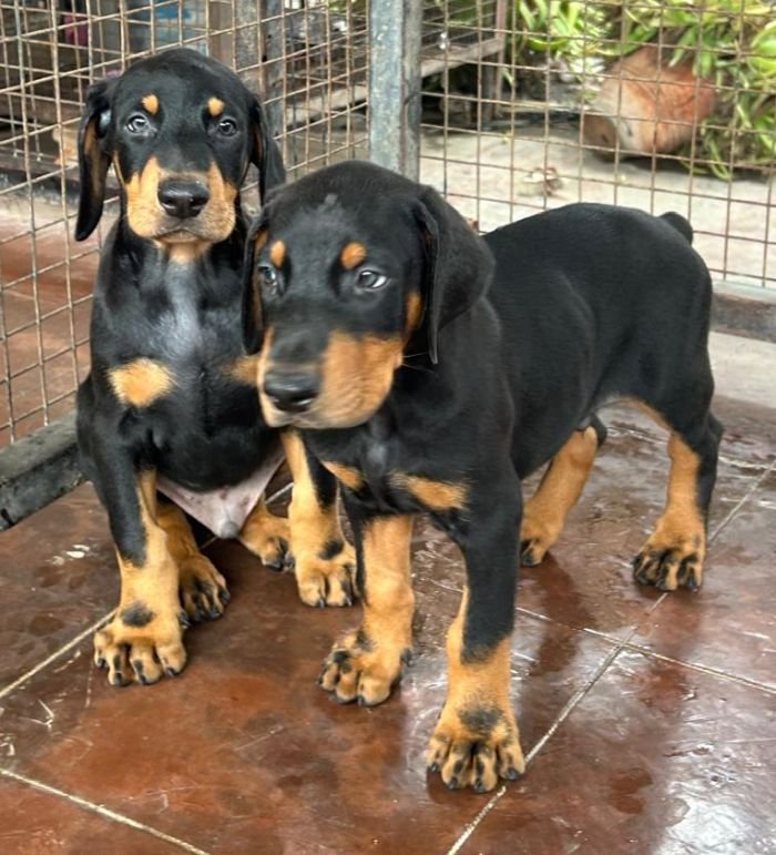 DogsIndia.com - Dobermann - Ajit Kennels, Srihari Gokhale