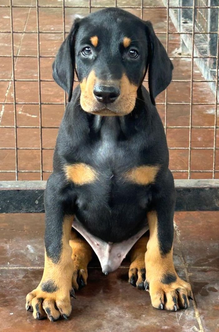 DogsIndia.com - Dobermann - Ajit Kennels, Srihari Gokhale