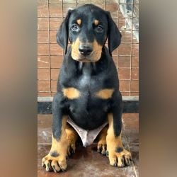 DogsIndia.com - Dobermann - Ajit Kennels, Srihari Gokhale