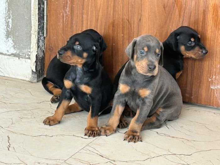 DogsIndia.com - Dobermann - Ajit Kennels, Srihari Gokhale