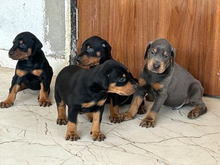 DogsIndia.com - Dobermann - Ajit Kennels, Srihari Gokhale