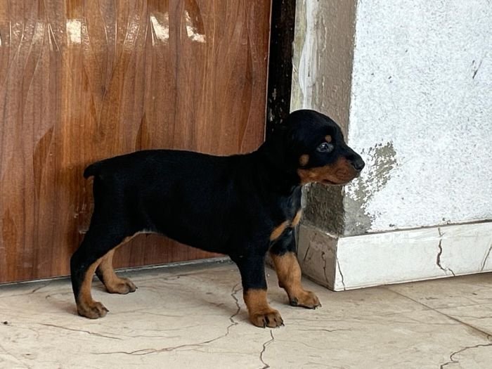 DogsIndia.com - Dobermann - Ajit Kennels, Srihari Gokhale
