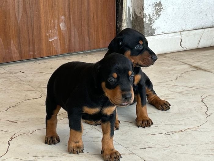 DogsIndia.com - Dobermann - Ajit Kennels, Srihari Gokhale
