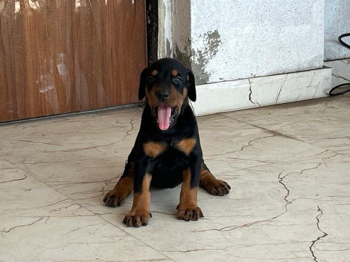 DogsIndia.com - Dobermann - Ajit Kennels, Srihari Gokhale
