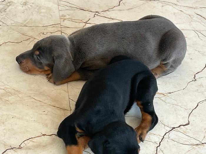 DogsIndia.com - Dobermann - Ajit Kennels, Srihari Gokhale