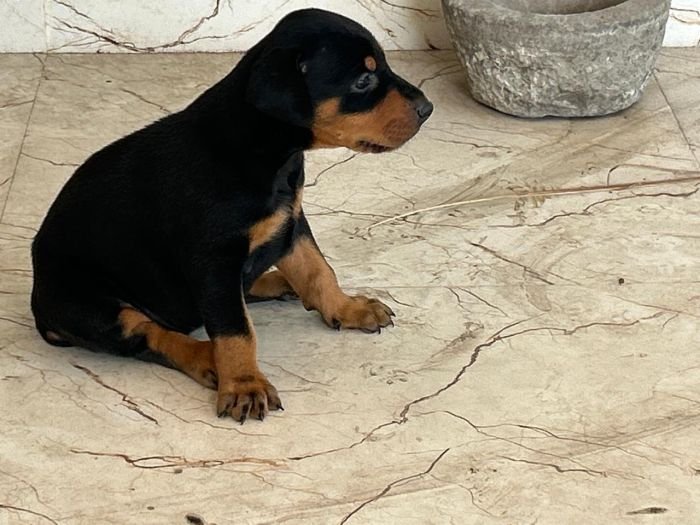 DogsIndia.com - Dobermann - Ajit Kennels, Srihari Gokhale