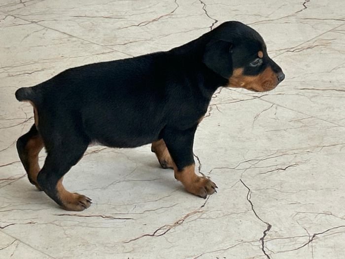 DogsIndia.com - Dobermann - Ajit Kennels, Srihari Gokhale